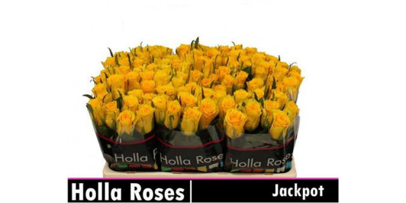 Rose Gr Jackpot+ 60cm A1 Col-Yellow