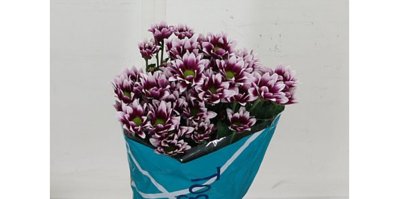 Chrysanthemums T Together 70cm A1