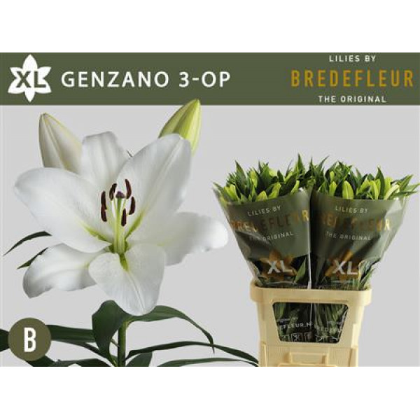 Lillys Or Genzano 90cm A1 Col-White