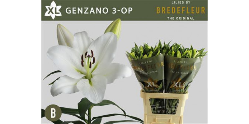 Lillys Or Genzano 90cm A1 Col-White