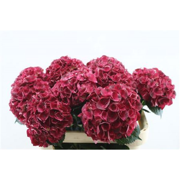 Hydrangea M Dark Ruby 80cm 80cm A1