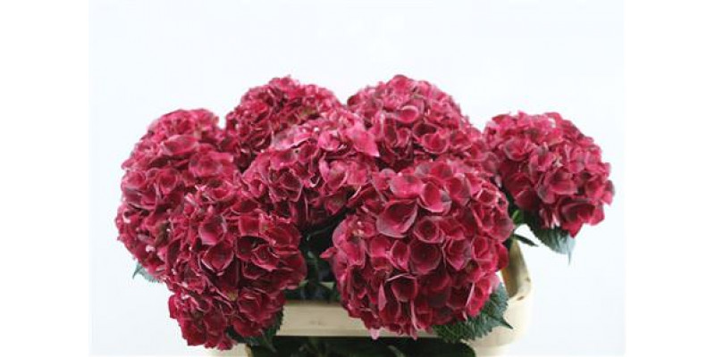 Hydrangea M Dark Ruby 80cm 80cm A1