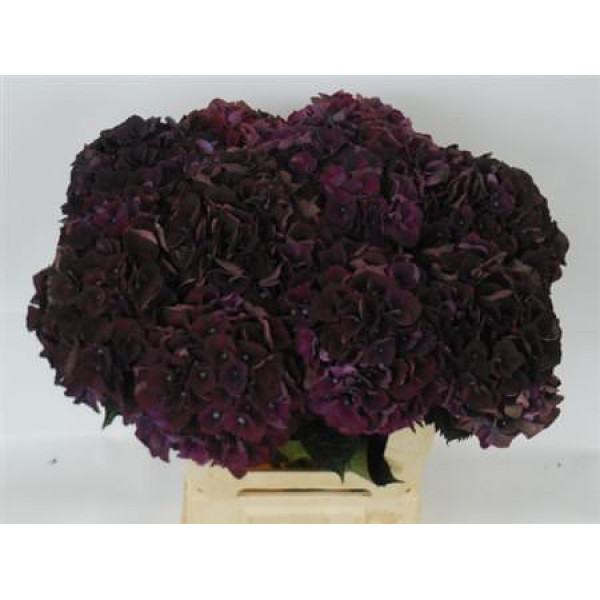 Hydrangea M Dark Ruby 60-18 60cm A1