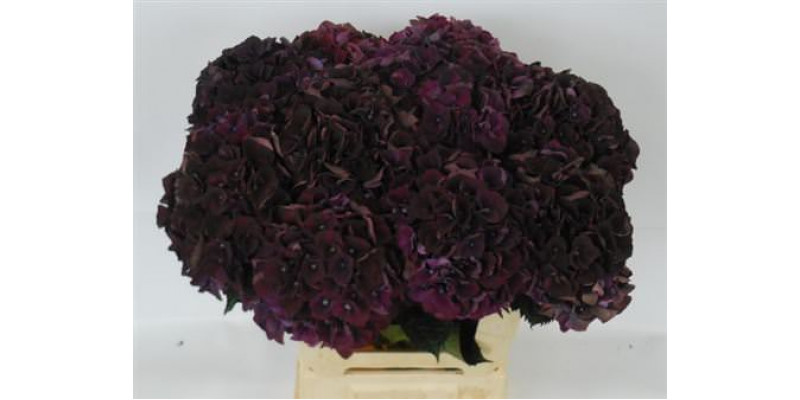 Hydrangea M Dark Ruby 60-18 60cm A1