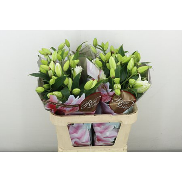 Lillys Or Du Rl Dejima 80 cm A1