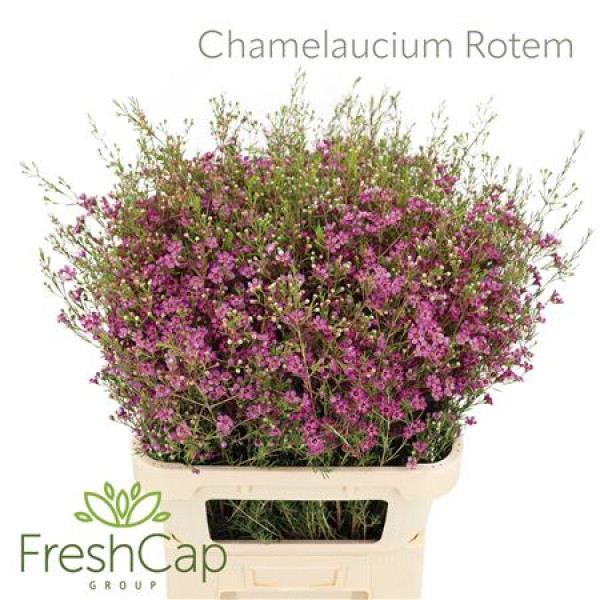 Chamelaucium Rotem 80cm A1