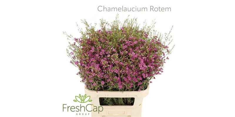 Chamelaucium Rotem 80cm A1