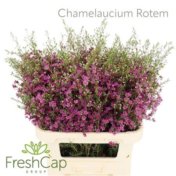 Chamelaucium Rotem 70cm A1