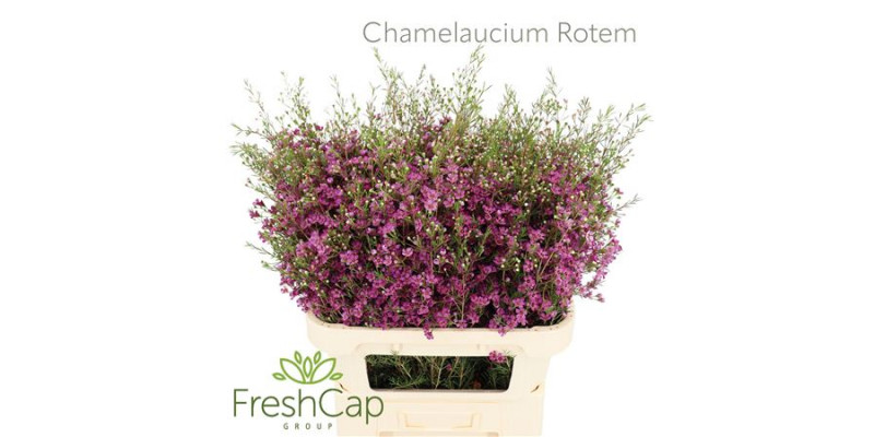 Chamelaucium Rotem 70cm A1