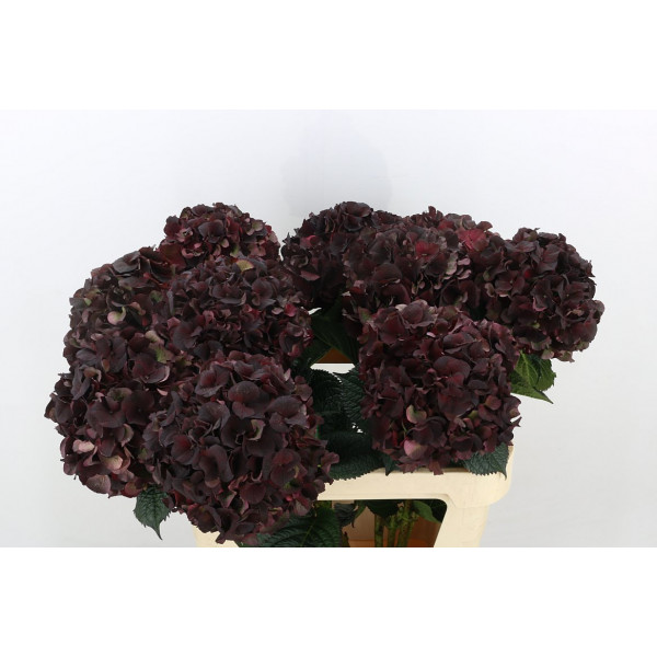 Hydrangea M Mag D Ruby Cl A1 Col-Burgundy