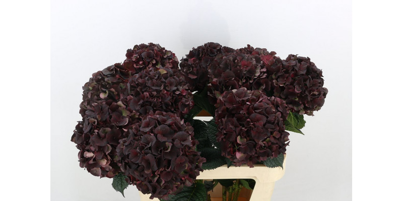 Hydrangea M Mag D Ruby Cl A1 Col-Burgundy