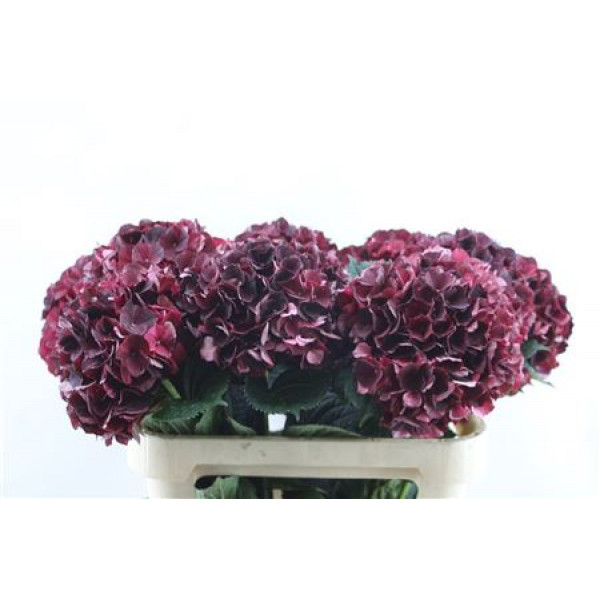 Hydrangea M D Ruby Cl 60-21 60cm A1