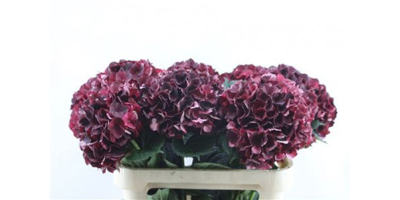 Hydrangea M D Ruby Cl 60-21 60cm A1