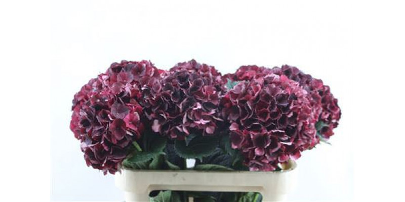 Hydrangea M D Ruby Cl 80-22 80cm A1