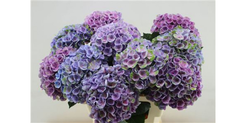 Hydrangea M Amazone 60cm 60cm A1