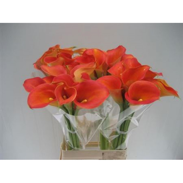 Zanthedeschias Calla Lilly Capt Brunello 70cm A1