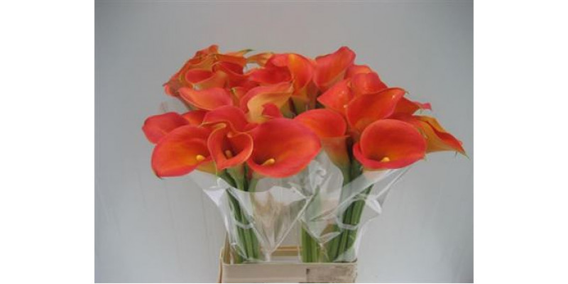 Zanthedeschias Calla Lilly Capt Brunello 70cm A1