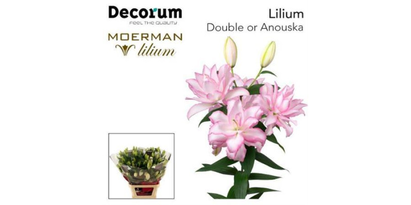 Li. Or Du Anouska 4+ 90 cm A1