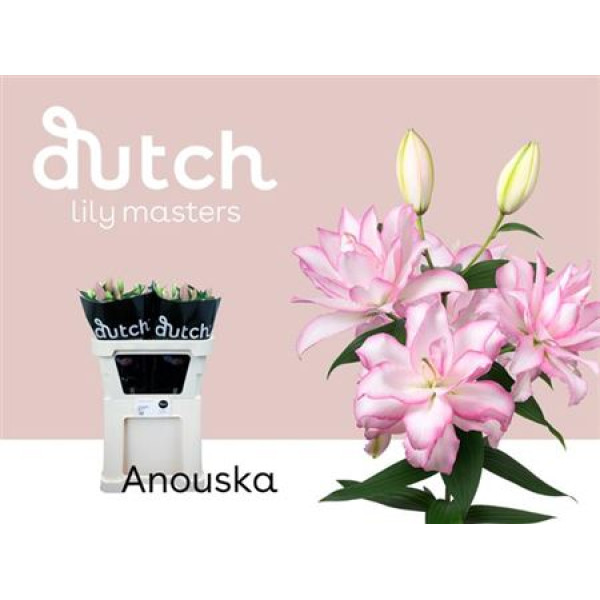 Lillys Or Du Anouska 5+ 110 cm A1