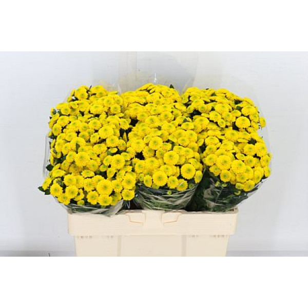 Chrysanthemums S Maverick Sunny 55cm A1