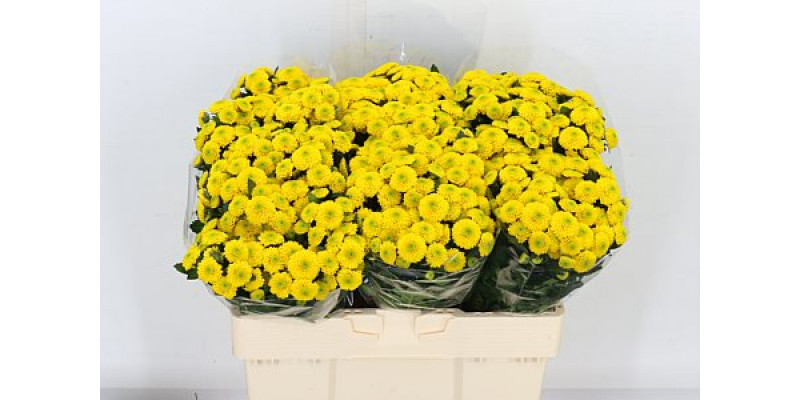 Chrysanthemums S Maverick Sunny 55cm A1