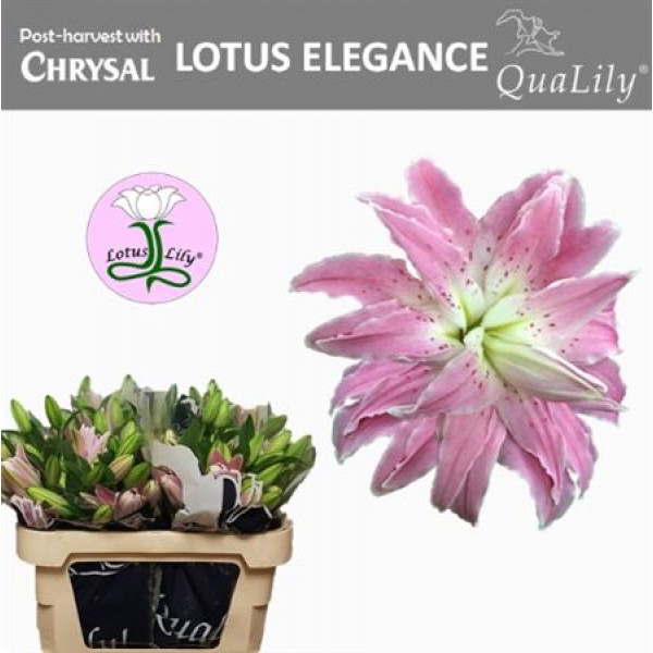 Lillys Or Du Lot Elegance 4Plus 85cm A1