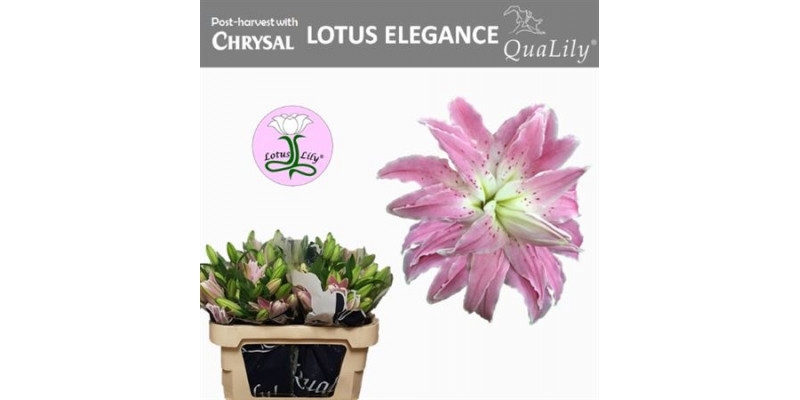 Lillys Or Du Lot Elegance 4Plus 85cm A1