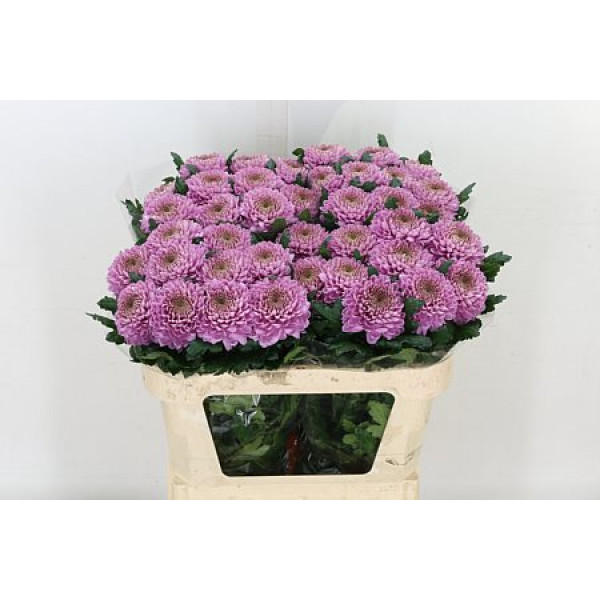 Chrysanthemums G Vanya Pink 70cm A1