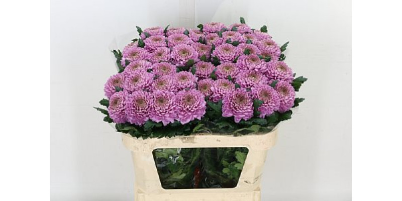 Chrysanthemums G Vanya Pink 70cm A1