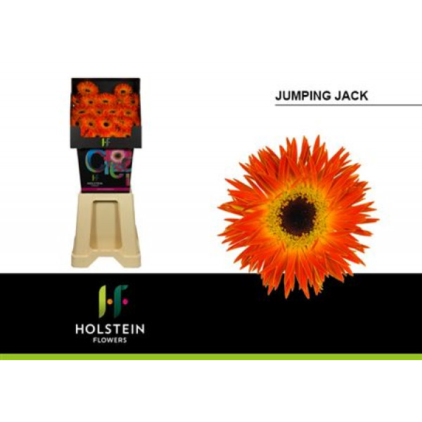 Germini Gersp Jumping Jack Diamond 50cm A1