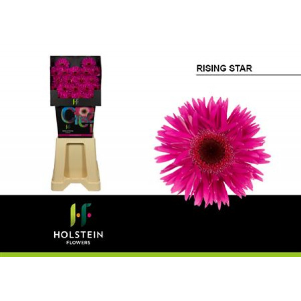 Germini Gersp Rising Star Diamond 50cm A1