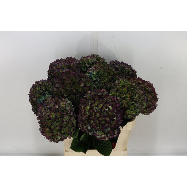 Hydrangea M Galaxy Cl 80cm A1