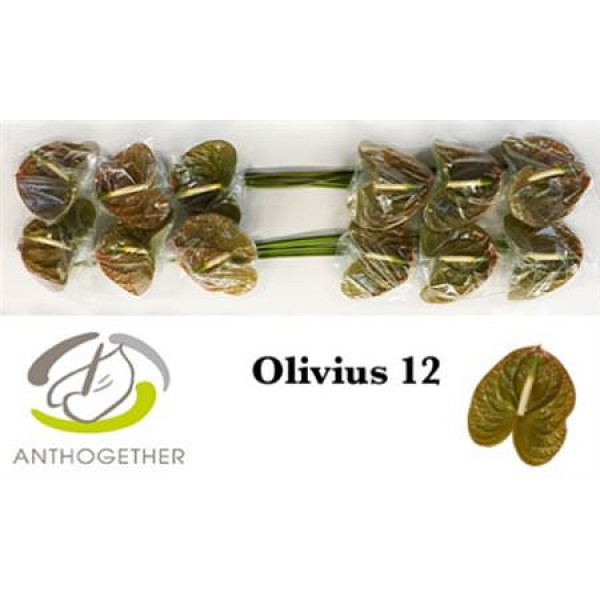 Anthurium A Olivius 12 A1