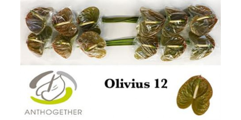 Anthurium A Olivius 12 A1