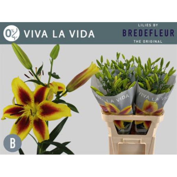 Lillys La Vida La Vida 85cm A1