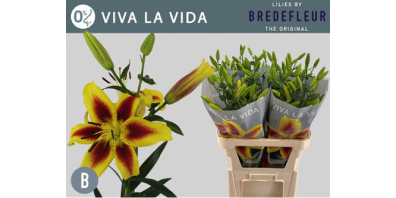 Lillys La Vida La Vida 85cm A1