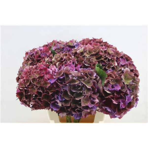 Hydrangea M Mon Amour Cl 60cm 60cm A1