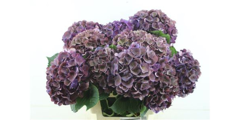Hydrangea M Cl Mon Amour Pu 80-21 80 cm A1