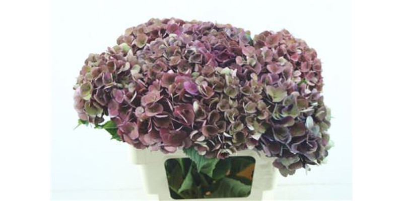 Hydrangea M Cl Mon Amour 60-18 60 cm A1