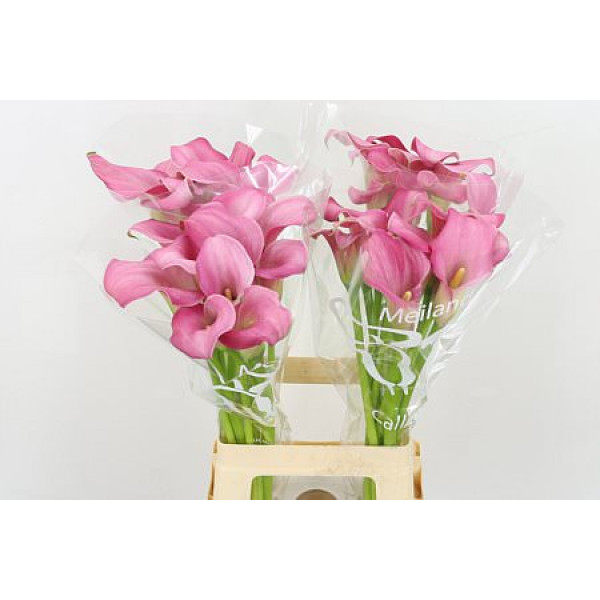 Zanthedeschias (Calla Lilly) Sweet Misty 70cm A1