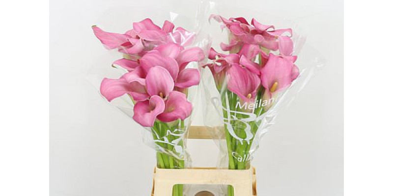 Zanthedeschias (Calla Lilly) Sweet Misty 70cm A1