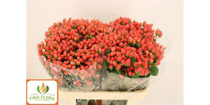 Hypericum Mag. Royal Princess 70cm  Col-Red