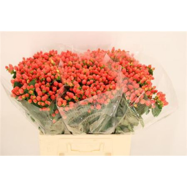 Hypericum Mag. Royal Princess 60cm  Col-Red