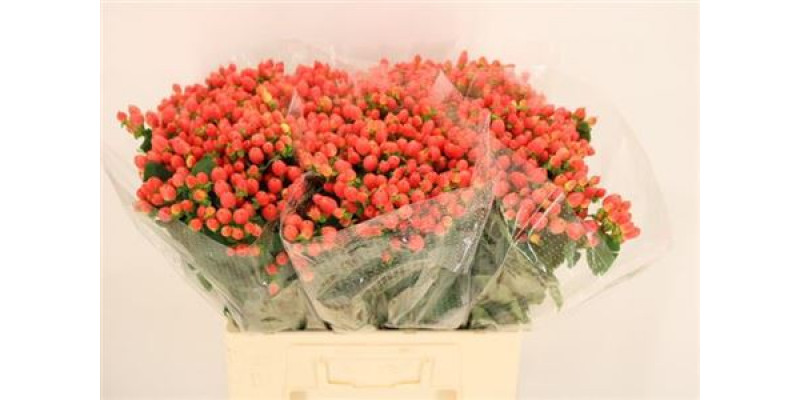 Hypericum Mag. Royal Princess 60cm  Col-Red