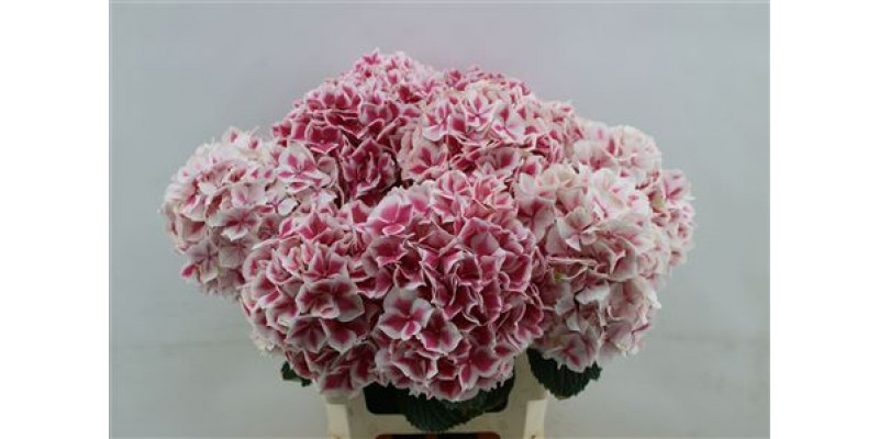 Hydrangea M Linn 60cm 60cm A1