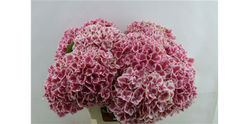 Hydrangea M Linn 80-21 80cm A1