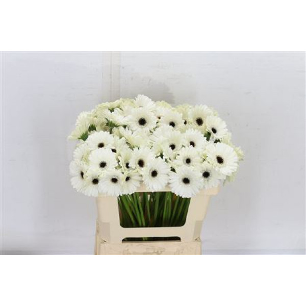 Germini Lido 45cm A1 Col-White