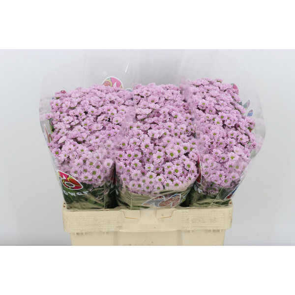 Chrysanthemums S Mad Tumbi Rosy 55cm A1 Col-Pink