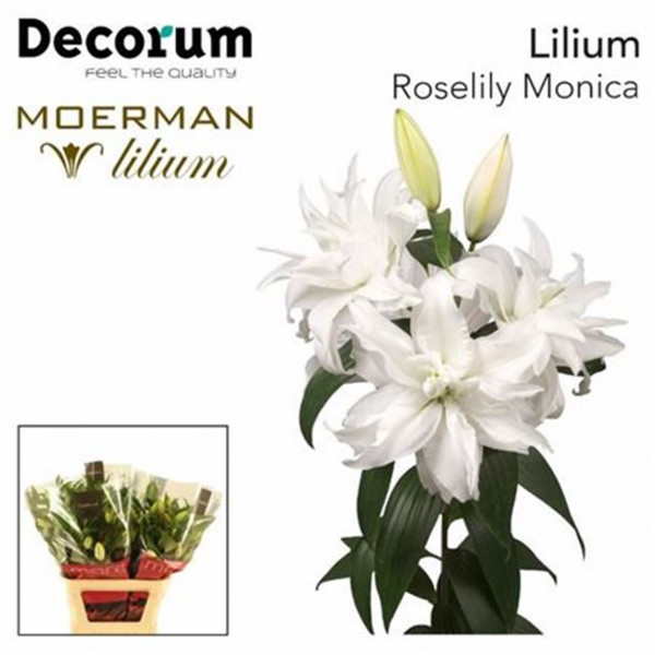 Lillys Or Double Roselily Monica White 90cm A1 Col-White