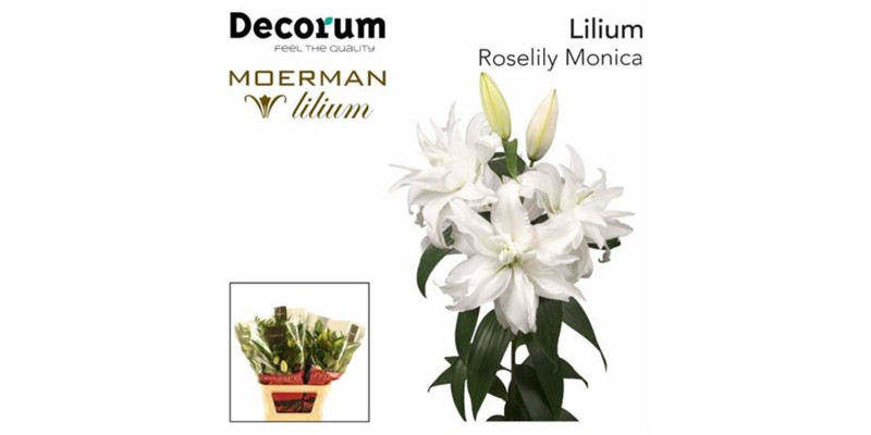 Lillys Or Double Roselily Monica White 90cm A1 Col-White